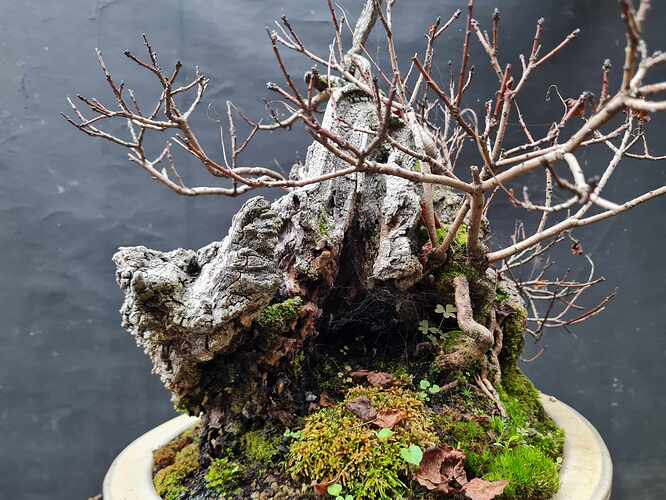 2024 11 18 Cotinus coggygria (3)