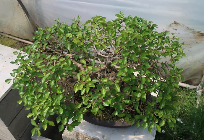 carpinus coreana 2025 04 29 (2)
