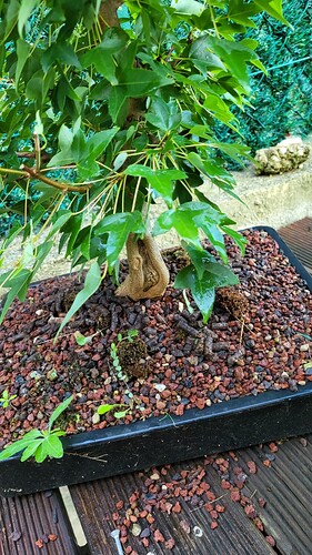 20250902_073709_resized