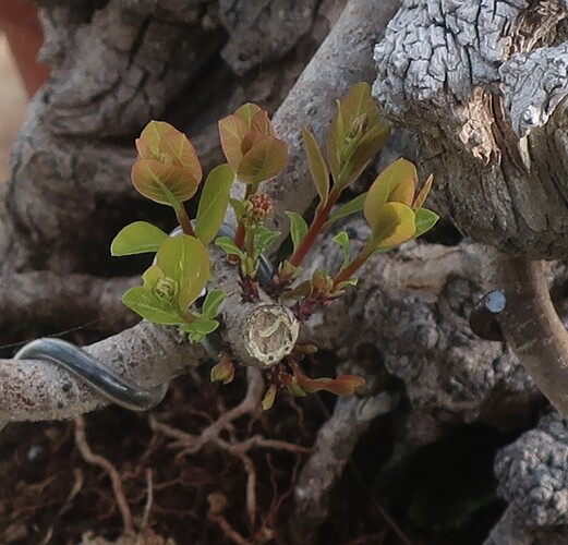 2026 03 30 Cotinus coggygria (2)