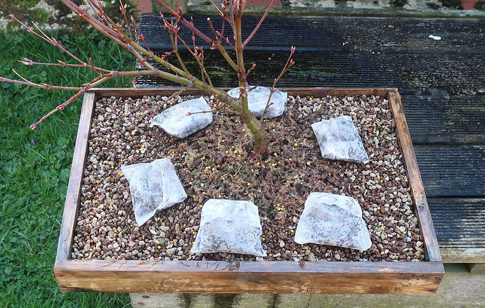 acer palmatum arakawa 2026 03 02 (12)