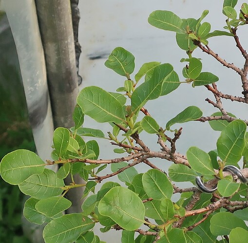 2025 05 19 Cotinus coggygria (3)