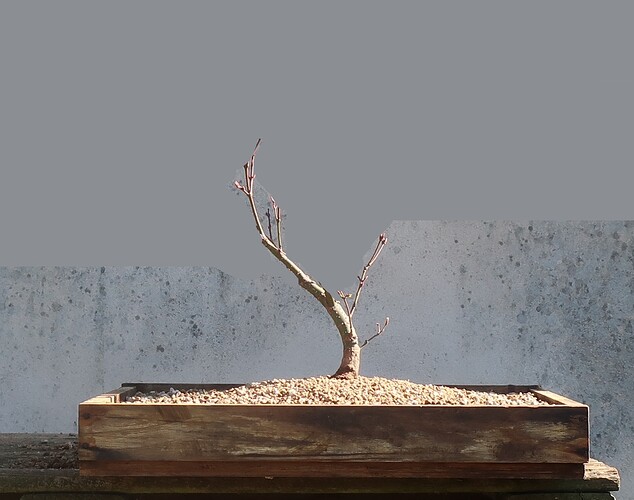 acer palmatum arakawa 2026 03 02 (11virt)