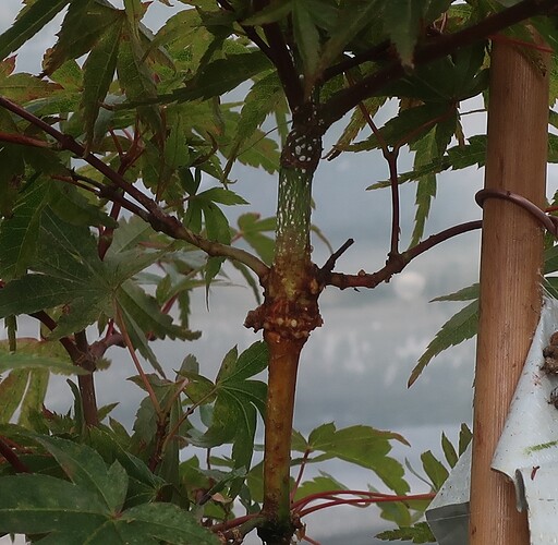 acer palmatum seigen 2025 07 07 (2)