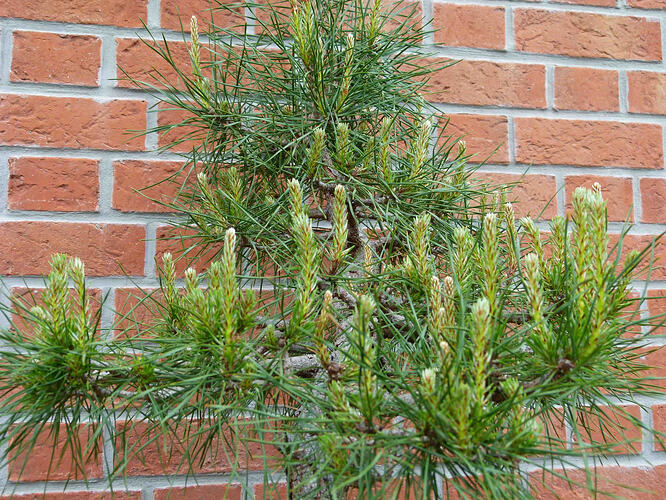 P1190652