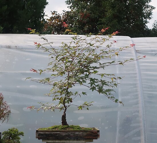 acer palmatum deshojo 2023 08 30 (1)