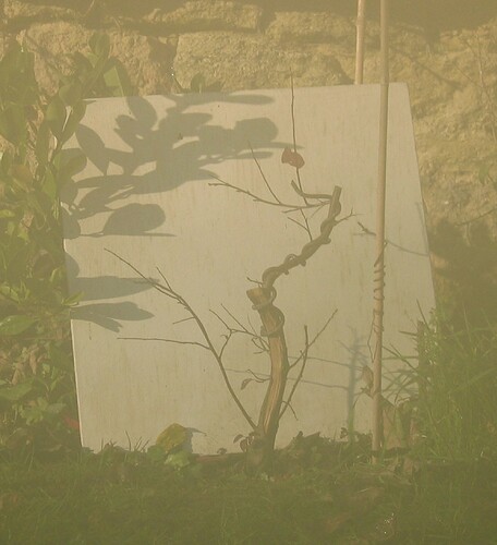 prunus cerasifera 2008 12 12