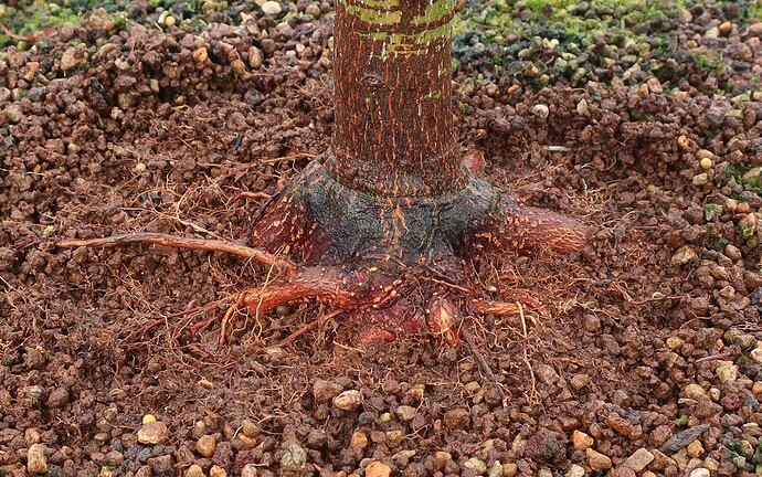 acer palmatum senkaki 2025 07 07 (3)