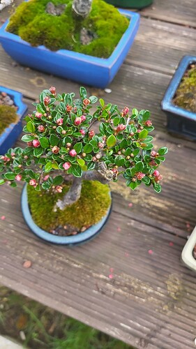 20250421_111613_resized