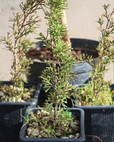 juniperus itoigawa 2025 02 27 (3kingii)