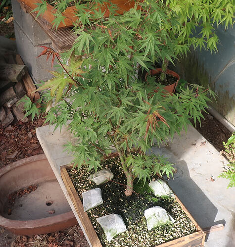 acer palmatum arakawa 2026 07 07 (1)