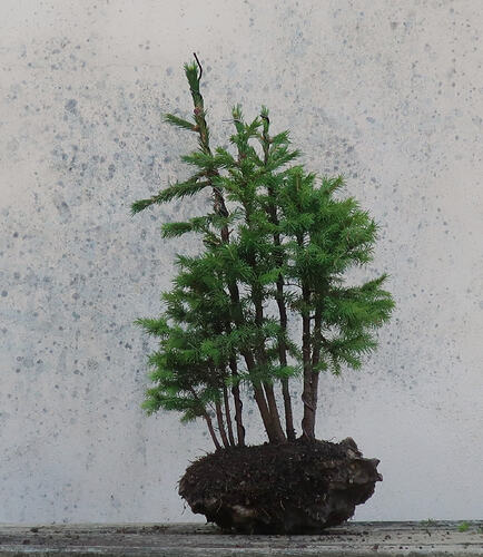picea glehnii 2026 06 18 (6)