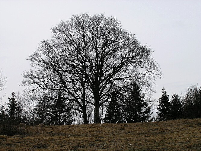 06c