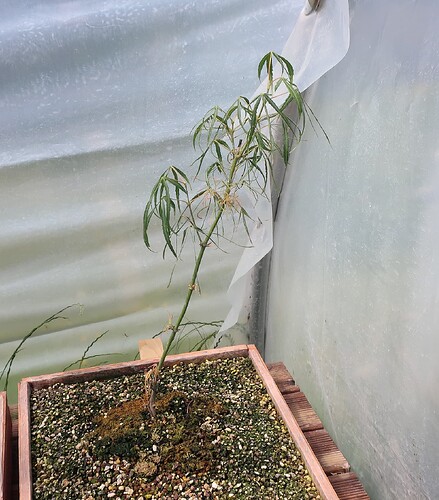 acer palmatum koto no ito 2020 05 27 001