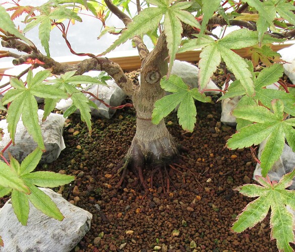 acer palmatum beni tsukasa 2019 05 27 002