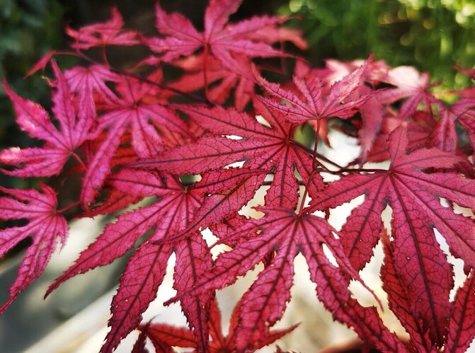 Screenshot_20251103_202924_com.android.chrome_edit_39605085192914