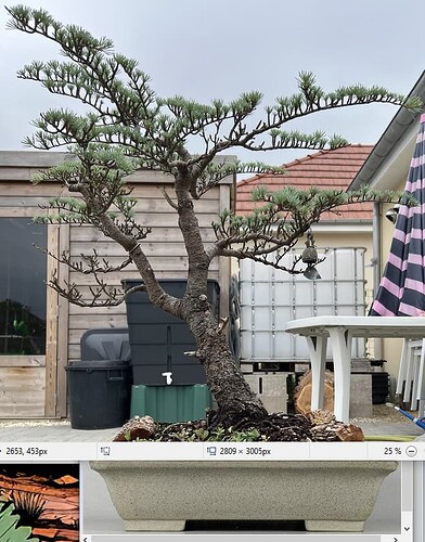 cèdre bleu pot gris