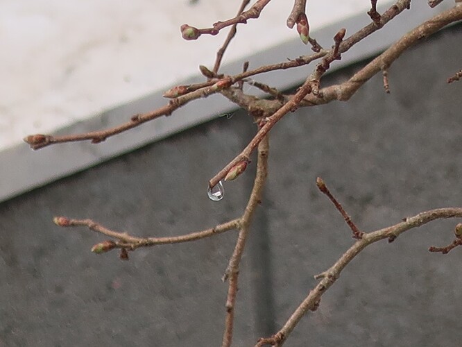 carpinus coreana 2025 03 26 (2)