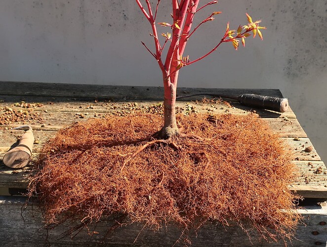 acer palmatum senkaki 2023 04 04 (3)
