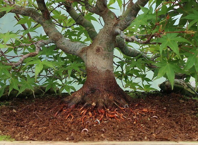 acer palmatum beni tsukasa 2022 06 08 (7)