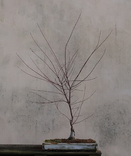 acer palmatum deshojo 2024 02 27 (1)