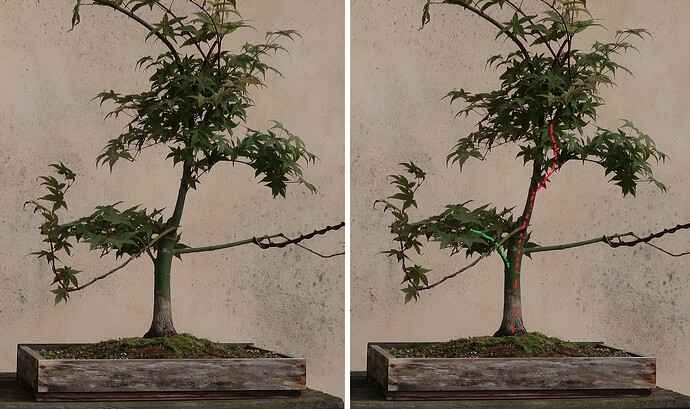 acer palmatum deshojo 2023 08 30 (9virt)