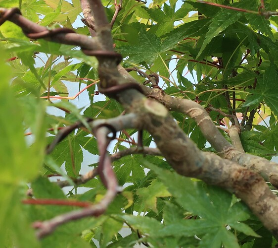 acer palmatum beni tsukasa 2020 05 06 002