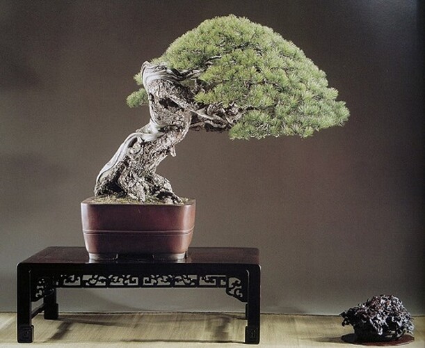 pinus pentaphylla Kirin kokufu