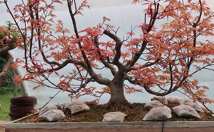 acer palmatum beni tsukasa 2022 04 13 002