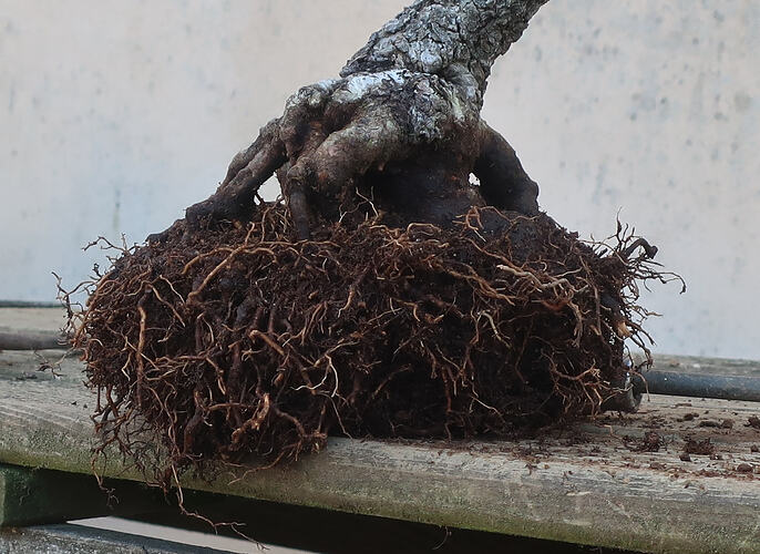 ste lucie 2026 03 19 (5)