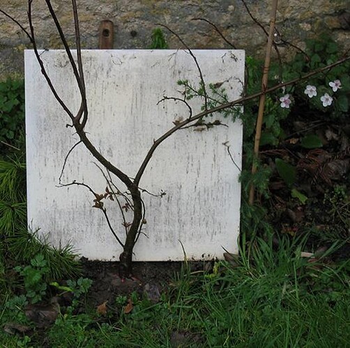 prunus cerasifera 2007 02 22 (1)