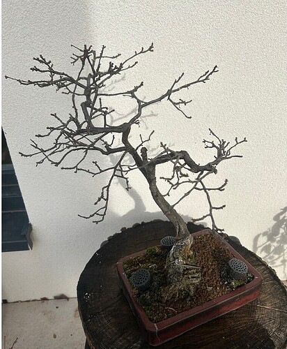 ___________DSCN01-1virt4