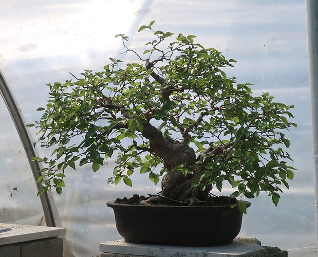 carpinus coreana 2025 04 29 (5)