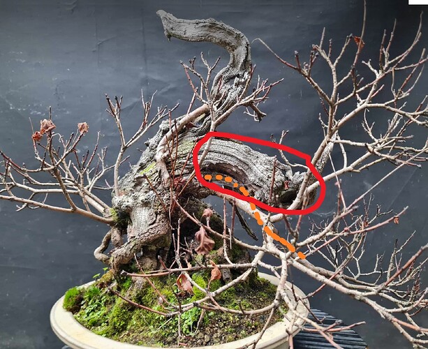 2024 11 18 Cotinus coggygria (2virt)