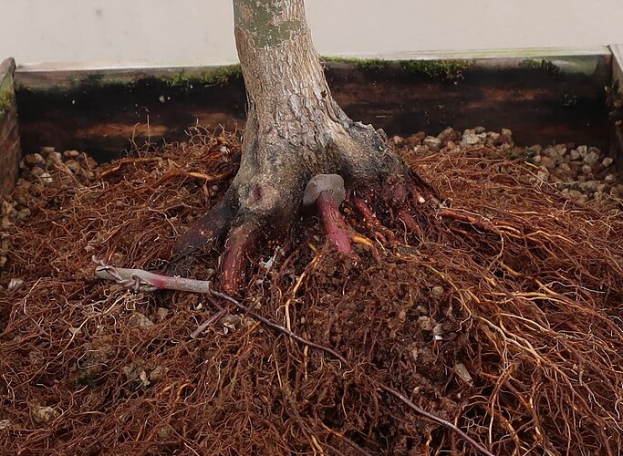 acer palmatum deshojo 2023 03 15 (13)