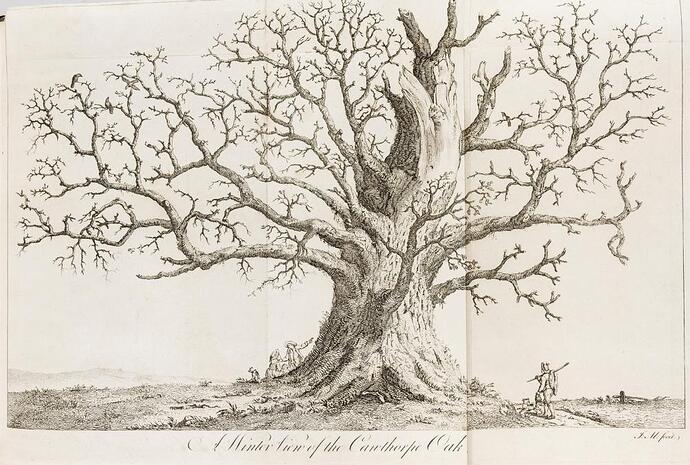 John_Evelyn_A_Winter_View_Of_The_Canthorpe_Oak