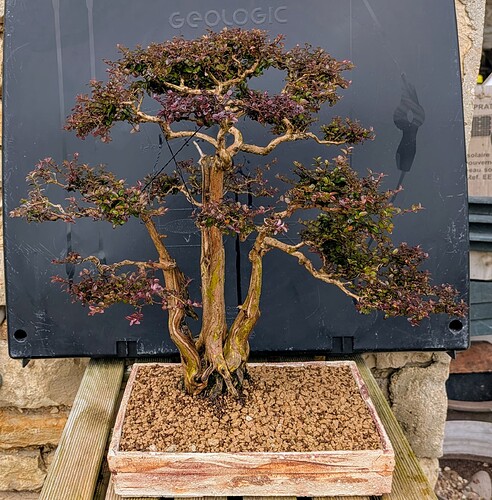 PXL_20250221_113508368~2