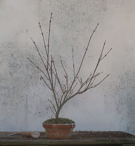 acer palmatum arakawa 2026 03 02 (1)