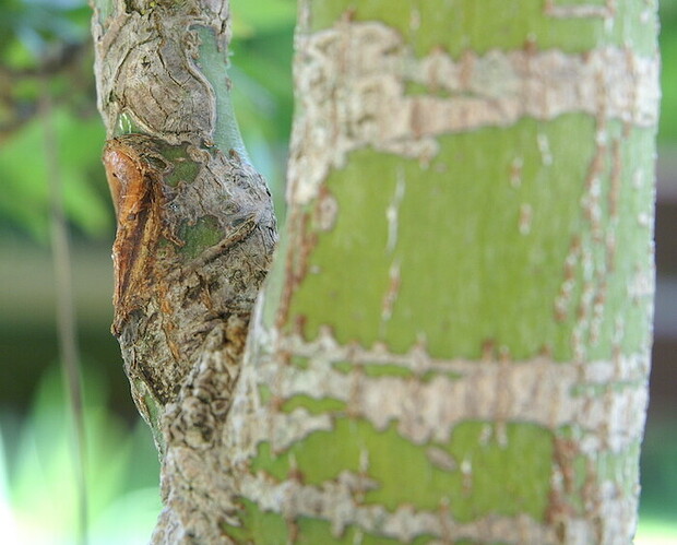 cicatrice basse avant 20250710