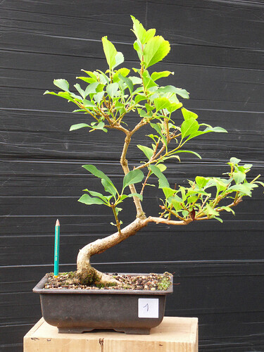 FORSYTHIA_N1
