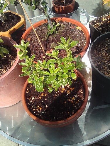 plant 1