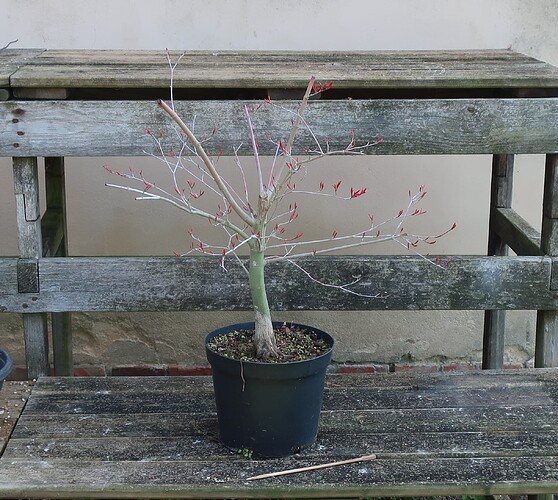 acer palmatum deshojo 2022 03 24 (1)