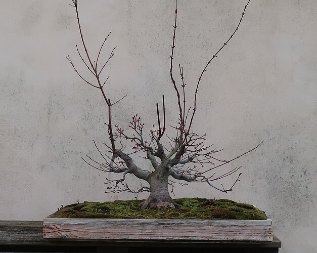 acer palmatum beni tsukasa 2023 03 16 (1)