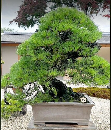 pinus densiflora meilleur du japon