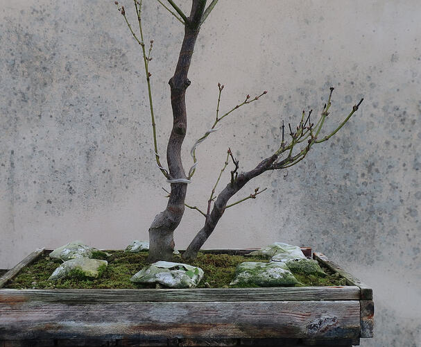 acer palmatum koto no ito 2026 02 23 (2)