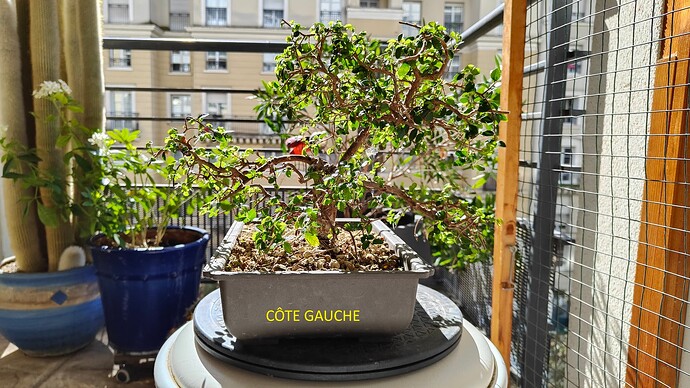 Côté gauche
