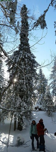 un-arbre-cache-dans-la-foret-l-epicea-mute-attire-les-touristes-de-toute-la-france-photo-david-civade-1454960901