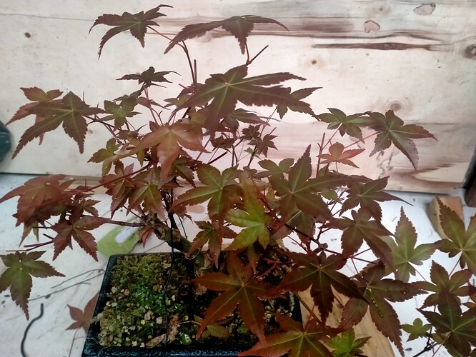 IMG20250421154109