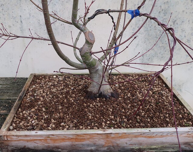 acer palmatum beni chidori 2025 02 21 (14)