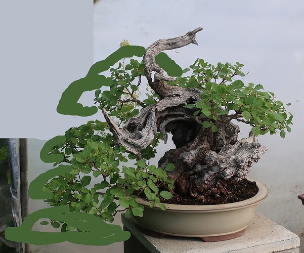 2025 05 16 Cotinus coggygria (1virt)